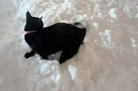 Lost pets Lansing, photo: Lost Cat: Mittens, White Markings, Lansing