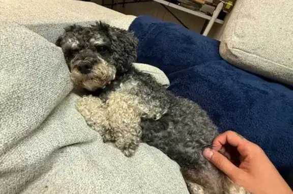 Lost Dog: Black & Tan, Charles St, Centereach