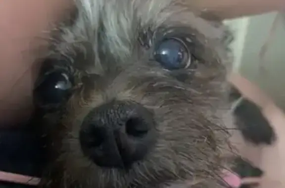 Missing: Timid 14 y/o Chihuahua in VA
