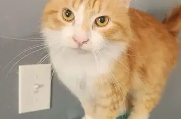 Lost: Sweet Orange & White Cat, Beans