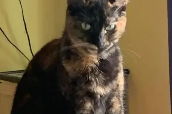 Lost pets , photo: Help Find Nori: Lost Cat in Arlington!