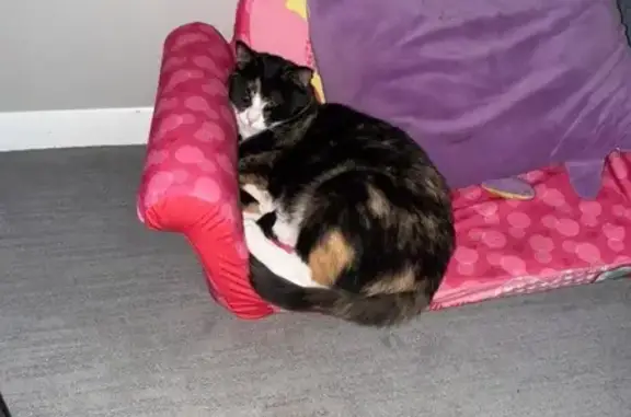 Lost Calico Cat: Sassy on 1st Street