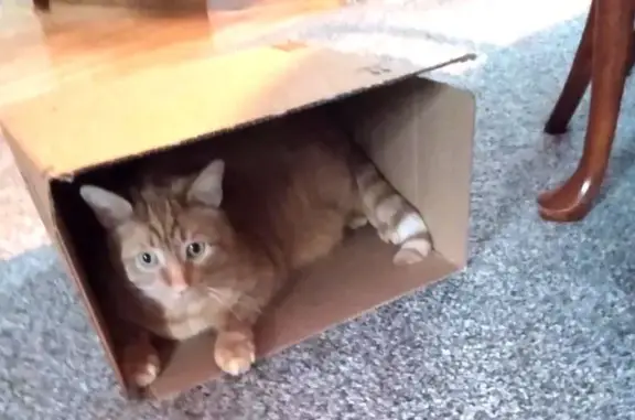Lost Orange Tabby: Distinct Tail, Trenton