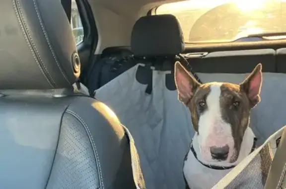 Found dog San Antonio, photo: Found: Female Bull Terrier on Rigsby Ave