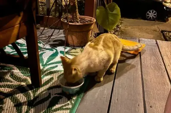 Friendly Orange Cat Found on S...