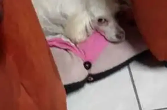 Perro perdido en Haciendas Potosinas: CHANNEL