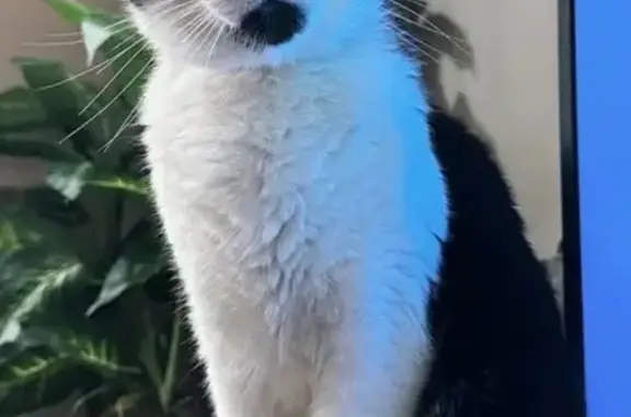 gato desaparecida