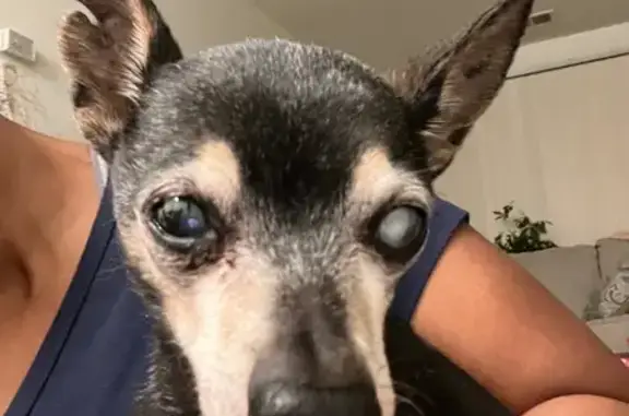 Found dog Michigan Center, photo: Found: Male Chihuahua in Westland, MI