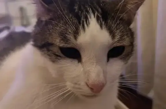 Animaux perdus , photo: Chat perdu tricolore, Availles-en-Chât.