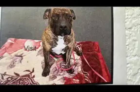 Lost pets Los Angeles, photo: Lost Dog Alert: West 54th St, LA