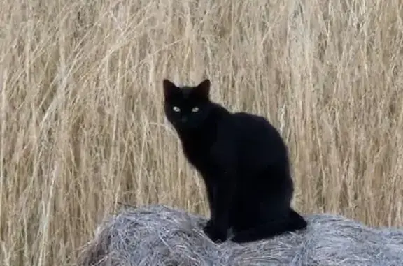 Chat noir perdu, cicatrice oreille, pucé - photo