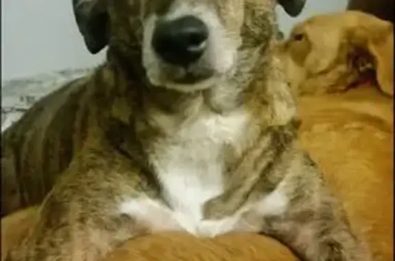 Perros perdidos, Puerto Vallarta, foto: ¡Ayuda a encontrar a Panchito en Vallarta!