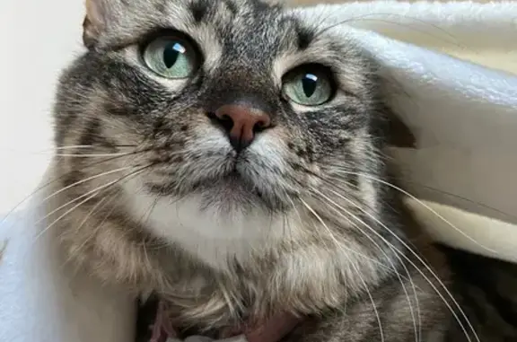 Animaux perdus Cusset, photo: Chatte tigrée grise perdue à Cusset