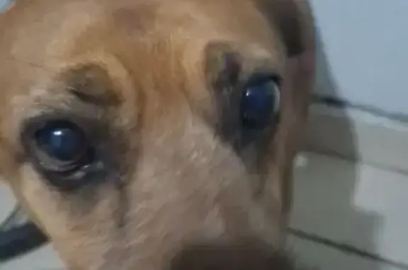 Perro Perdido: Ayuda a Encontrar a Nuestra Viejita