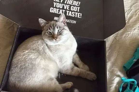 Lost Cat: Mostly White, Brown Face, Scared