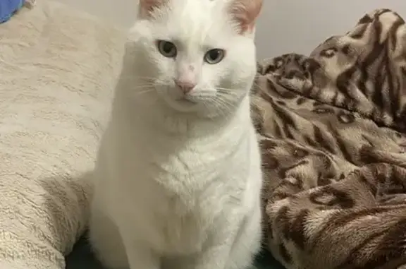 Lost White Cat: Friendly, Big, & Unique