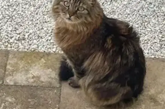 Animaux perdus , photo: Chat gris aux longs poils perdu à Croix-Chapeau