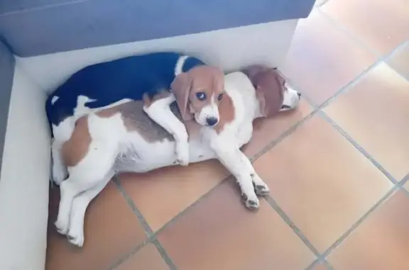 Chien perdu Marignane, photo : Beagles femelles perdues à Marignane