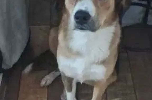 cachorro desaparecida
