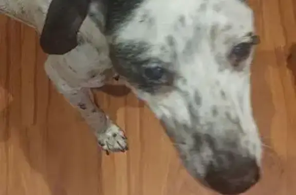 Perros perdidos, , foto: Perro Perdido Tipo Dálmata en Torrebonica