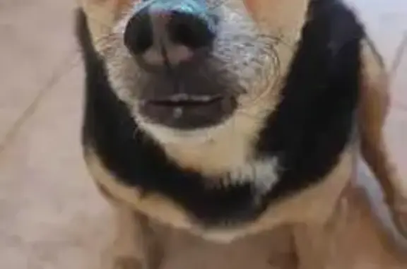 Perro Perdido en Mazarrón: Arnés Lila, 9 Años