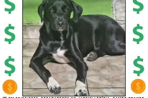 cachorro desaparecida