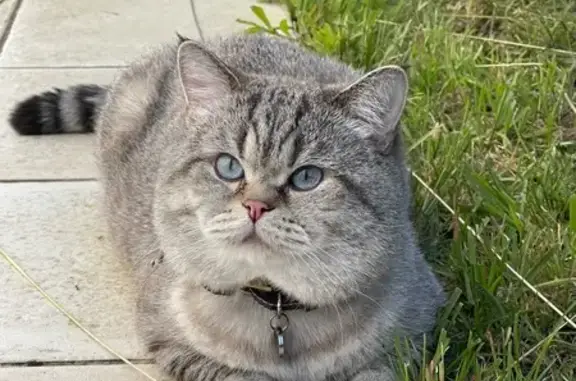 Chat perdu : Kiki, hameau Les Ajoncs - photo