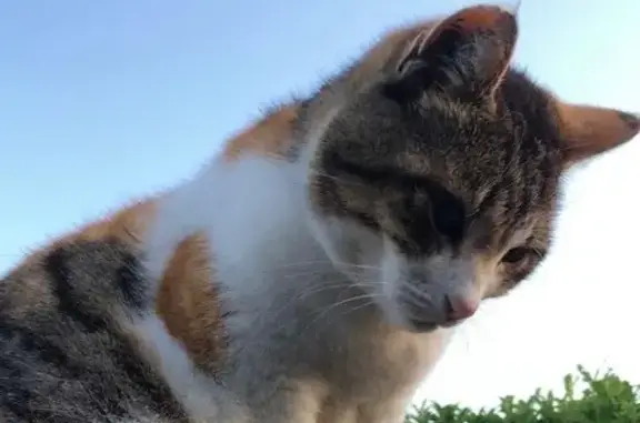 Chatte perdue à Saffré, tatouée oreille - photo