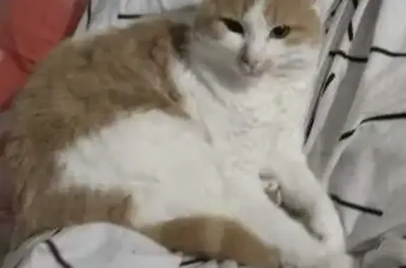 Chat perdu : blanc/roux, boitant, câlin - photo