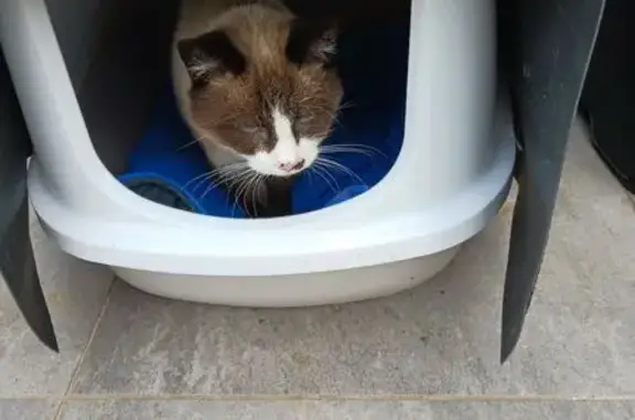 Chat trouvé , photo: Siamois blanc-brun trouvé à Rochonvillers