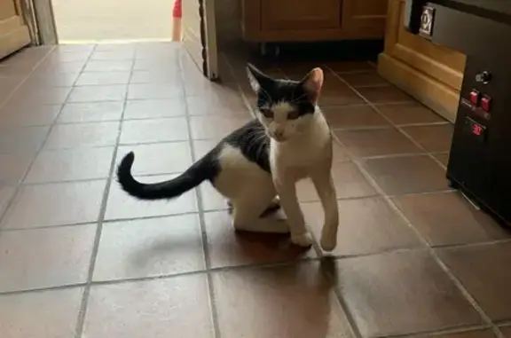 Animaux trouvés Bourgogne-Franche-Comté, photo: Chaton noir et blanc trouvé à Chablis