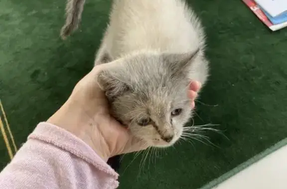 Chaton gris trouvé Chemin du Lavoir - photo