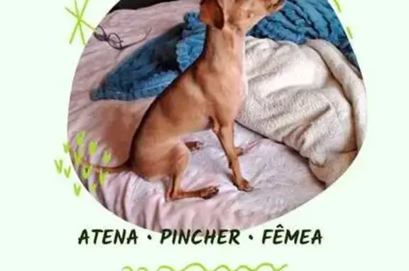 cachorro desaparecida