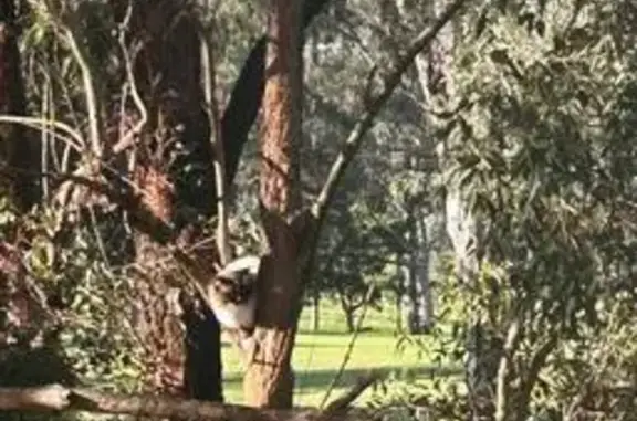 Found cat , photo: Help Needed: Cat Stuck in Tree!