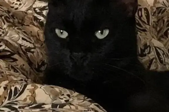 Chat perdu, Montpellier, photo: Chatte noire perdue, taches blanches, Montpellier