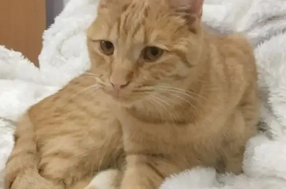 Animaux perdus Laboissière-en-Thelle, photo: Chat roux tigré perdu à Laboissière-en-Thelle
