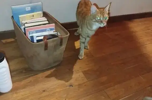 Chat roux craintif perdu Rue Fleurie - photo