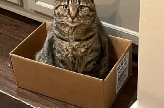 Lost Brown Tabby on Mithoff St, Columbus