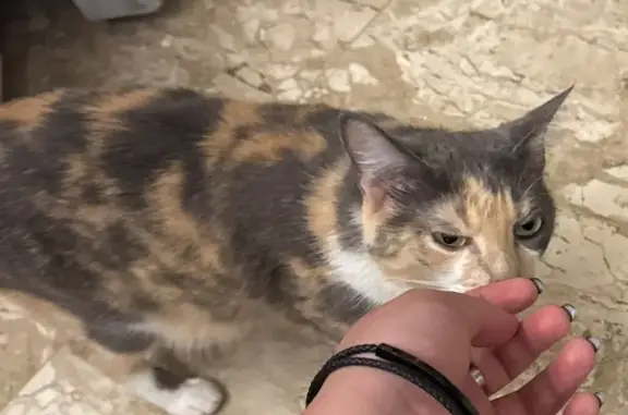 gato desaparecida