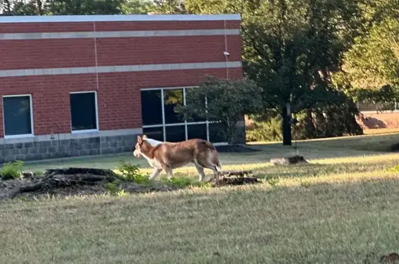 Found pets Cincinnati, photo: Lost Husky Found on Edison Dr, Cincinnati