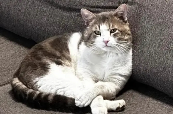 Animaux perdus Créteil, photo: Chat adulte perdu à Créteil : 