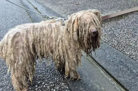 Chien trouvé Rouxmesnil-Bouteilles, photo: Chien trouvé, collier noir, Rouxmesnil