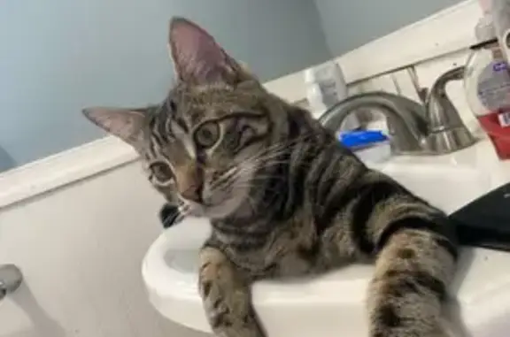 Lost Cat Jared: Friendly & Vocal in PA