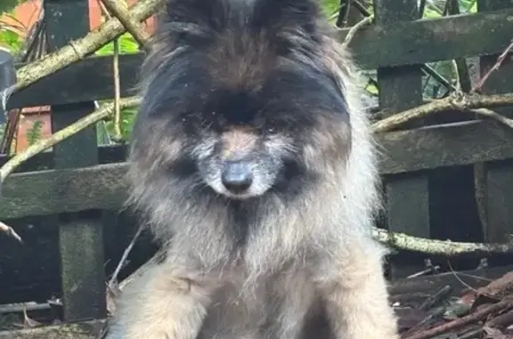 Deaf & Blind Dog Lost Near Hil...