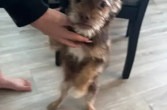 Lost Sweet Puppy: Brown with Gray