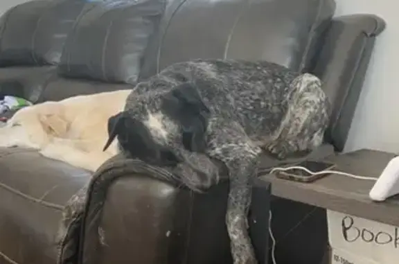 Lost Black & White Dog on Hubble St, 600