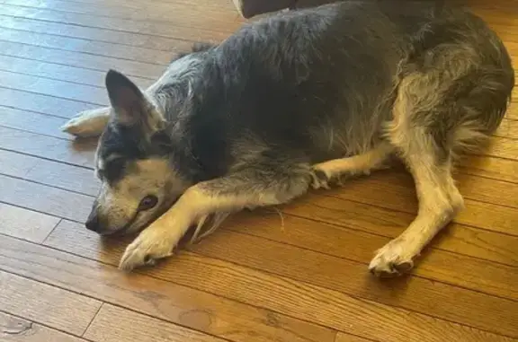 Lost and found pets Girard, photo: Lost Dog: Blind, No Tail, Needs Meds