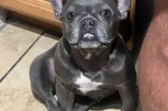 Missing dog El Mirage, photo: Lost Dog: Dark Gray, No Tail - El Mirage