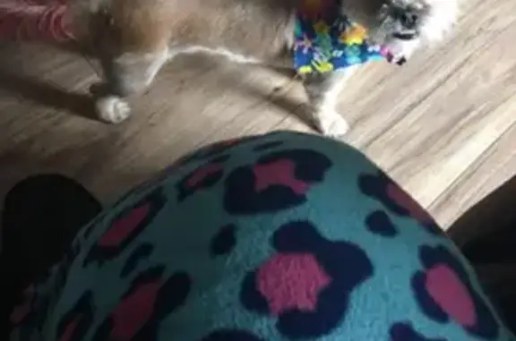 Lost Tan Shih Tzu 'Callie' in Oxon Hill
