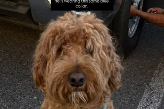Lost Dog: Brown & White, Needs Medication